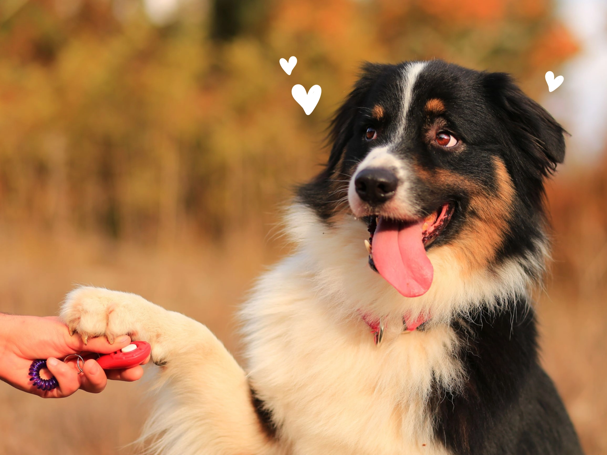 Voordelen beloningssnoepjes hond | Voskes