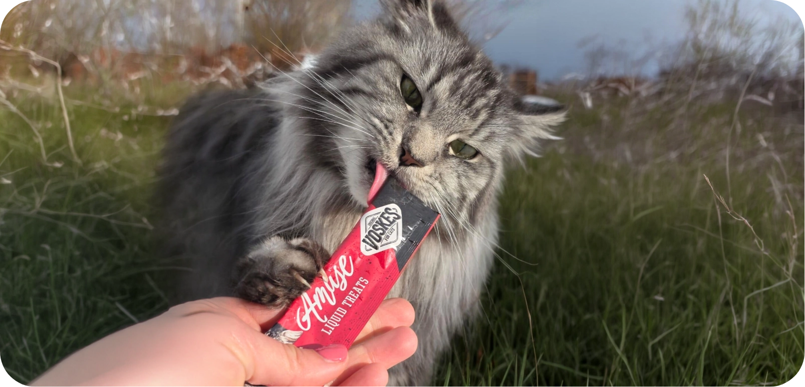 Functionele kattensnacks van Voskes