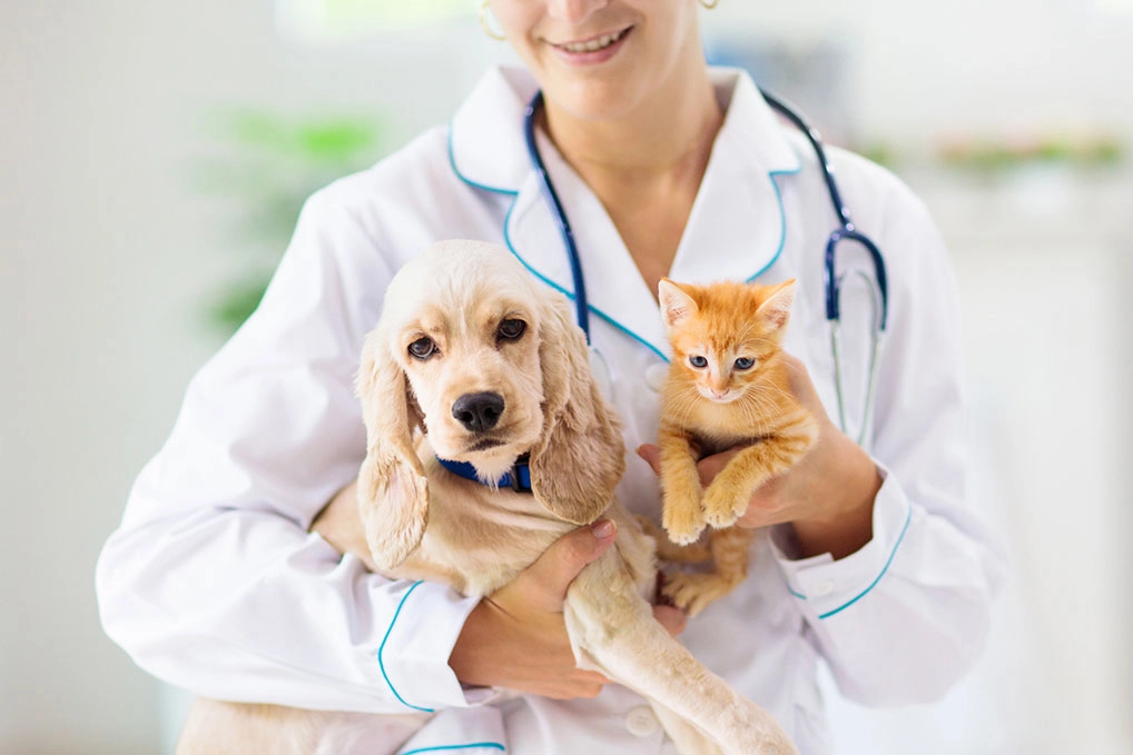 Bloeddonatie bij honden en katten
