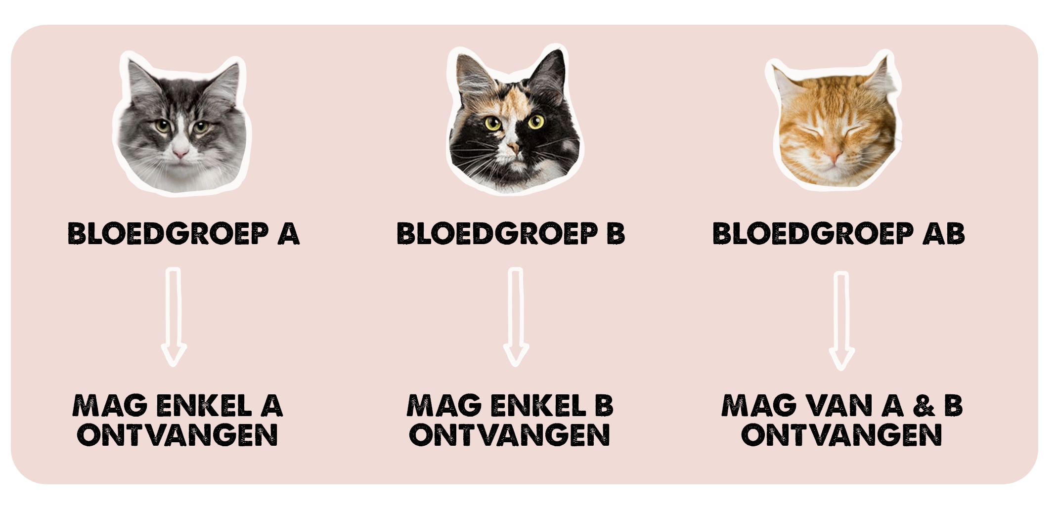 Bloedgroepen bij katten 