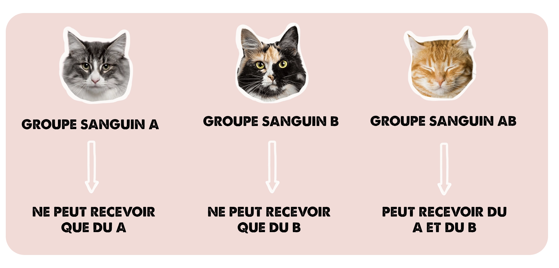 Existe-t-il aussi des groupes sanguins chez les chiens et les chats ?