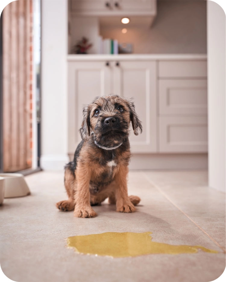 Comment apprendre la propreté à mon chiot ?