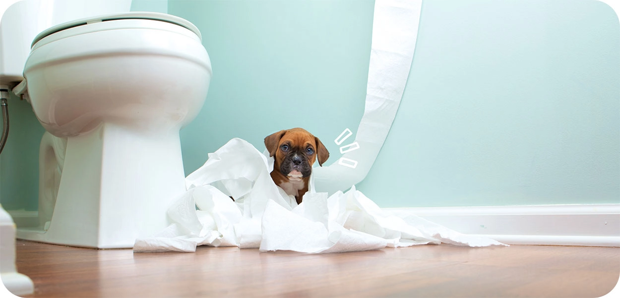 À l’aide, mon chiot fait pipi dans la maison ! Comment apprendre la propreté à mon chiot ?