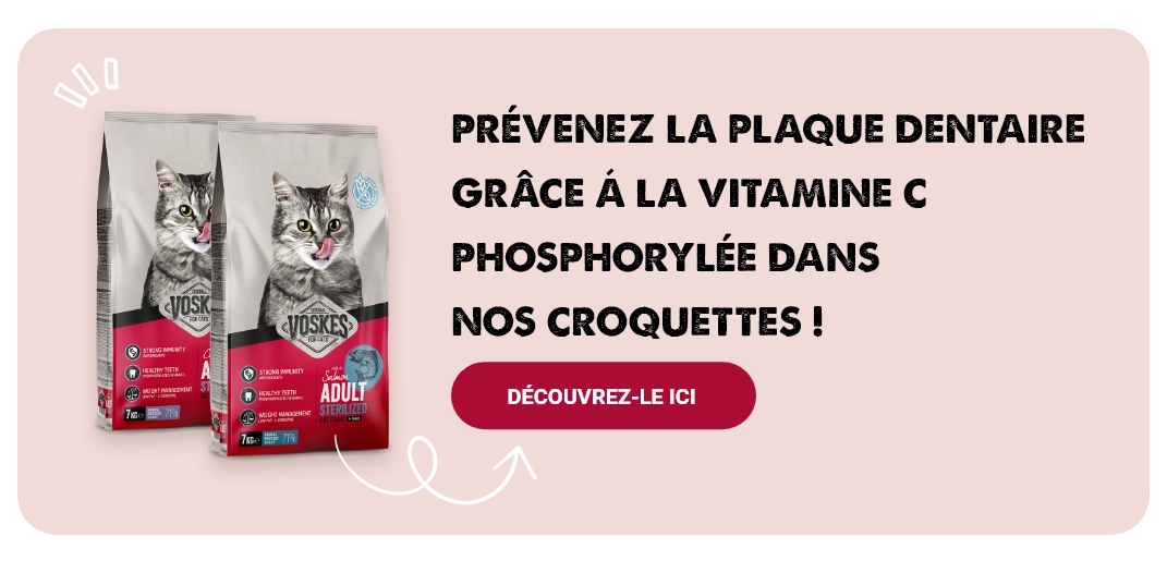 Conseils pour des dents en bonne santé