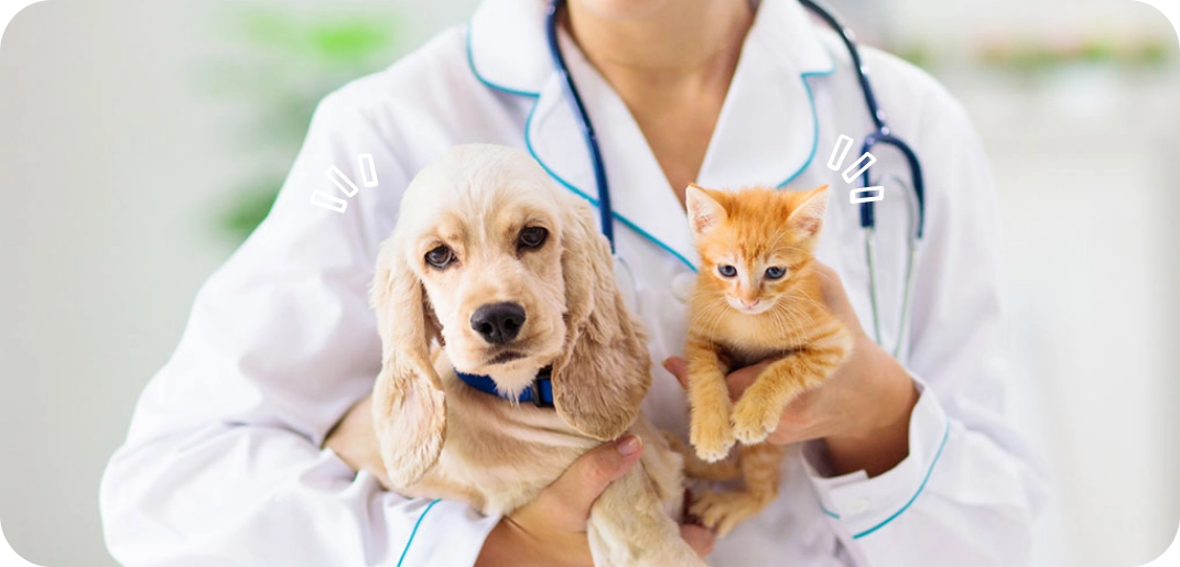 Bloeddonatie bij honden en katten