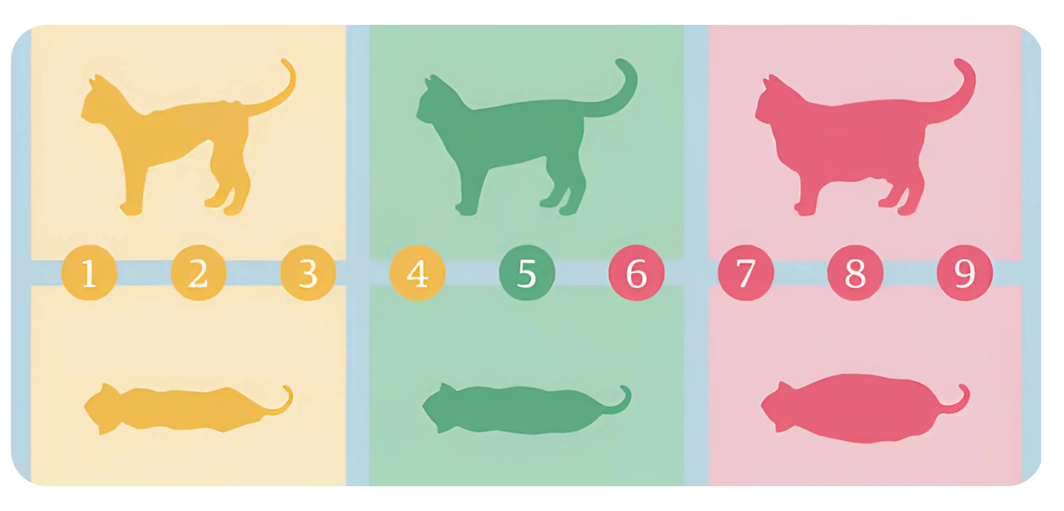 Votre chat est en surpoids ? Voici comment l’aider !