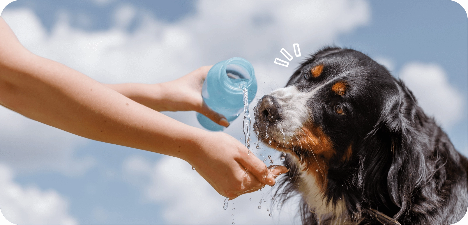 Keep it cool: de beste manieren om je hond af te koelen!