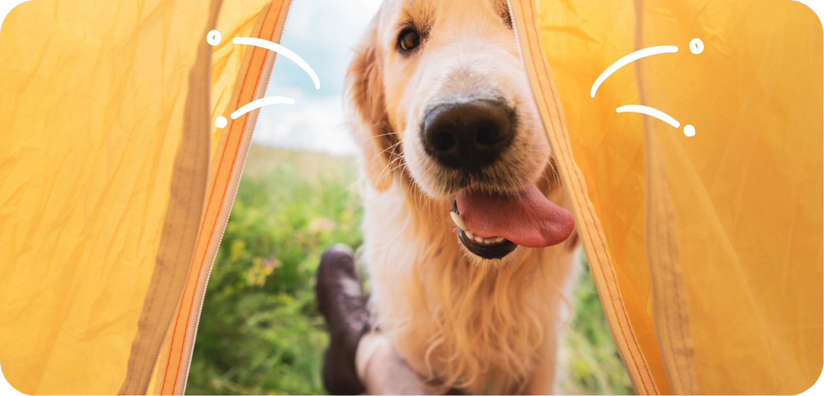 Conseils pratiques pour un voyage détendu avec votre chien ou votre chat