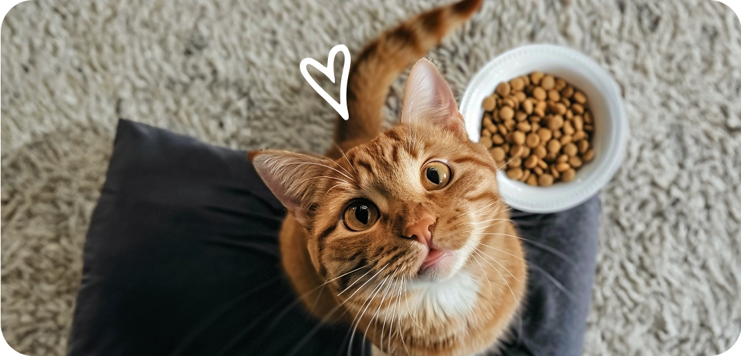 Het beste droog of nat kattenvoer bij Voskes