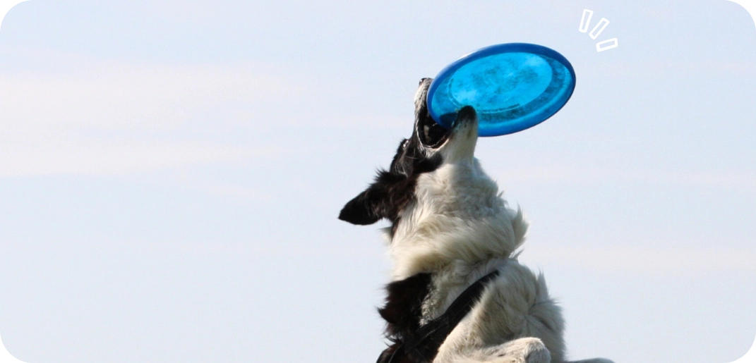 Sporten met je hond: 6 leuke activiteiten om samen fit te blijven