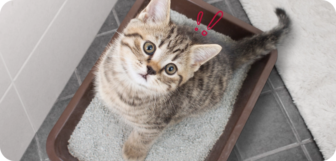 Votre chat a des gaz ? Voici ce que vous pouvez faire !