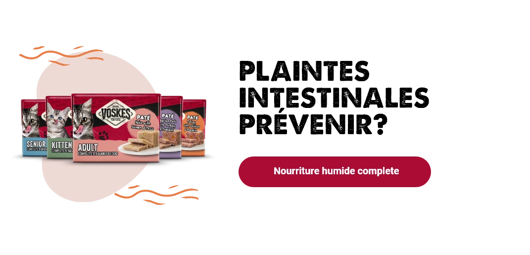 La constipation chez votre chat : quelle en est la cause et comment pouvez-vous y remédier ?