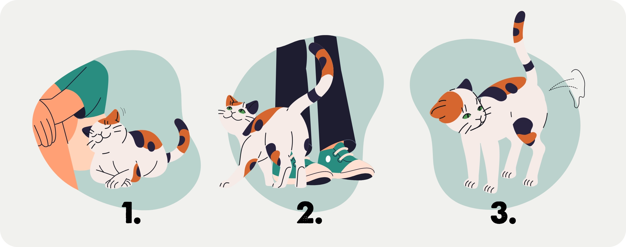 De geur van katten