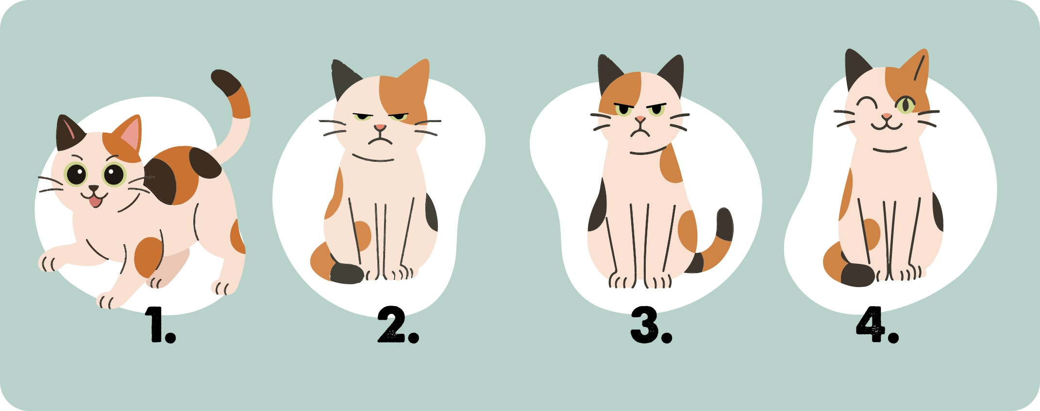 De ogen van katten