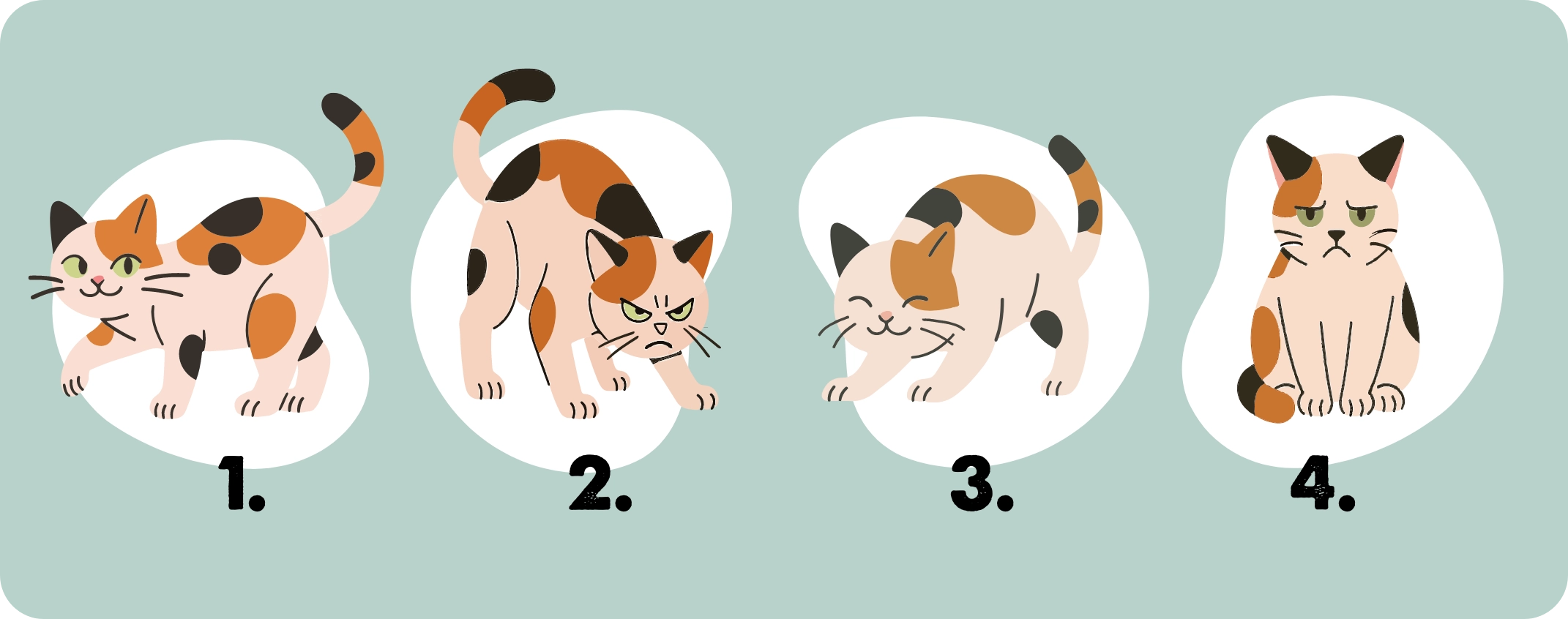 De snorharen van katten