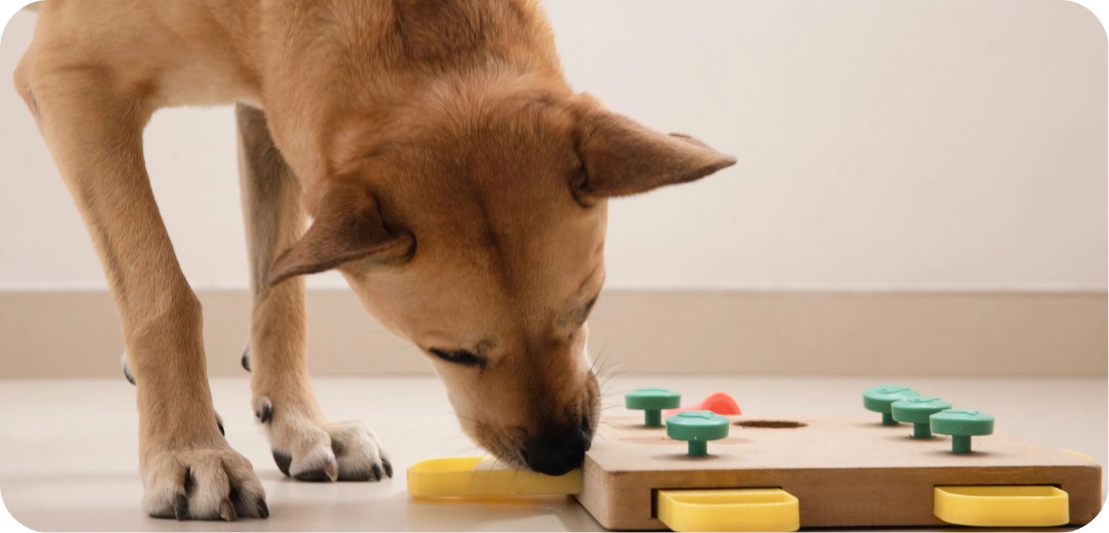 7 jeux de recherche pour chien