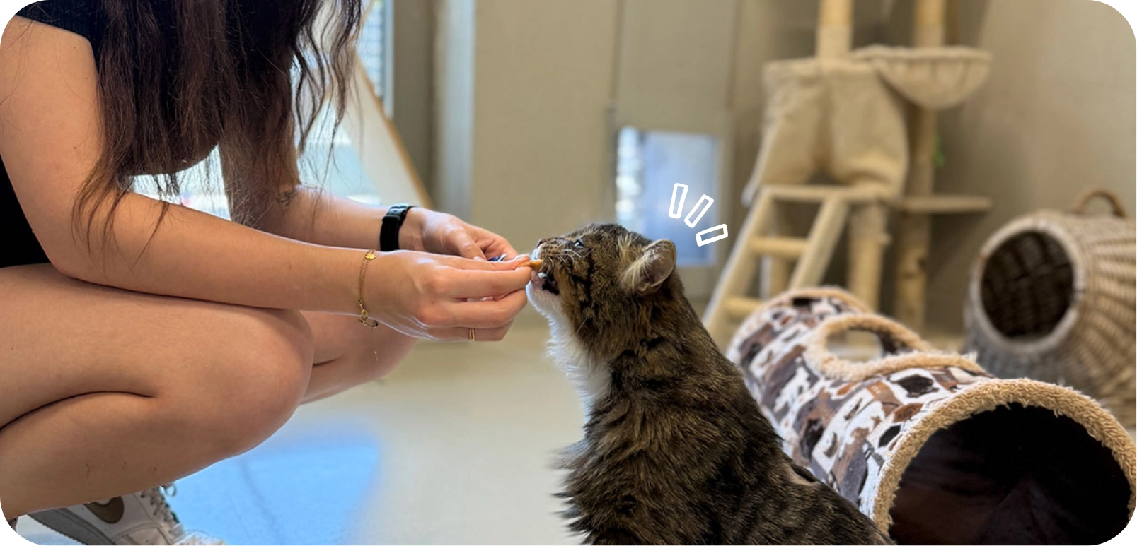 Adopter un chien ou un chat en refuge : tout ce qu’il faut savoir