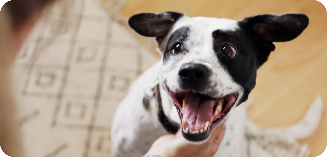Comprendre le langage corporel de votre chien