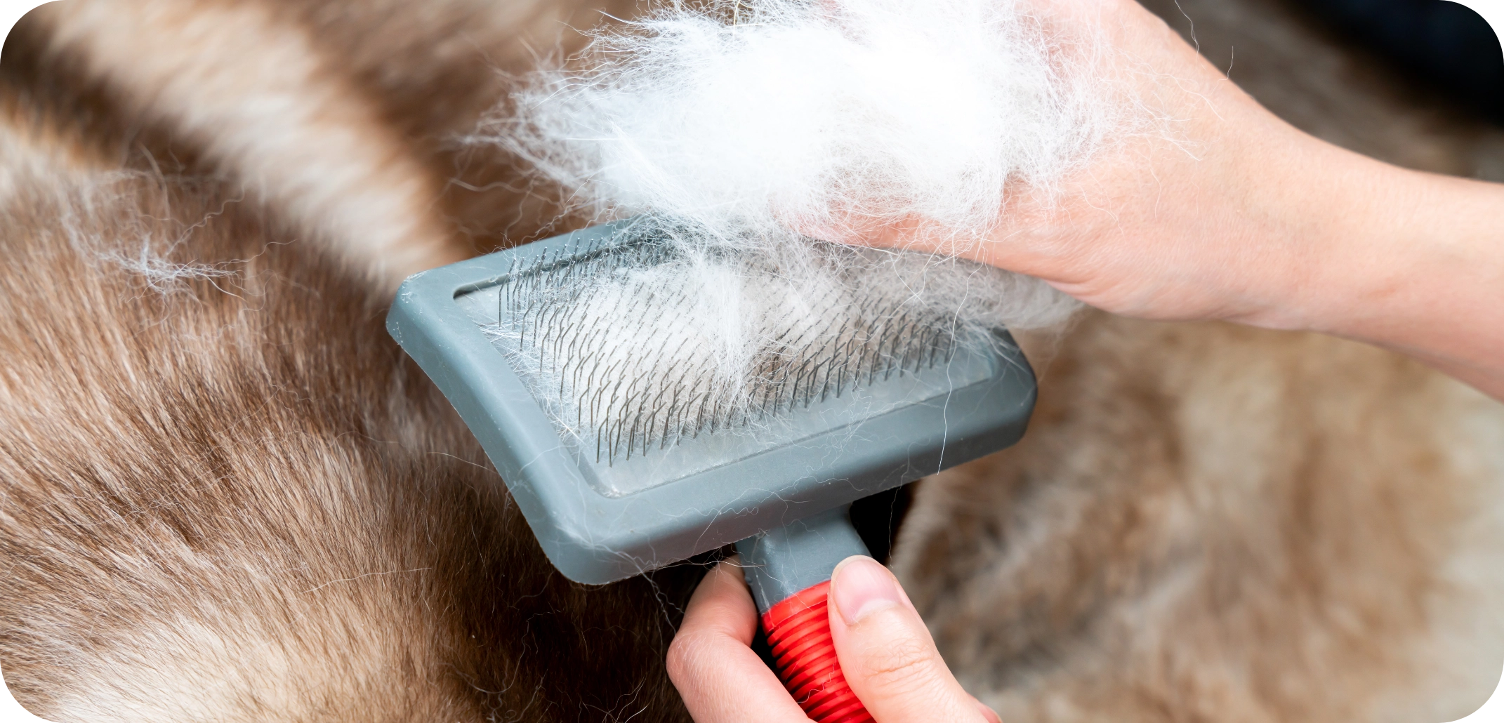 Soigner le pelage d’un chien :suivez notre plan par étapes !