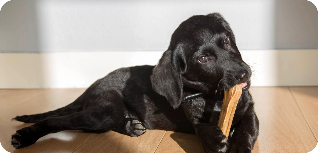 Hond knauwend op Runderhuidsnacks van Voskes