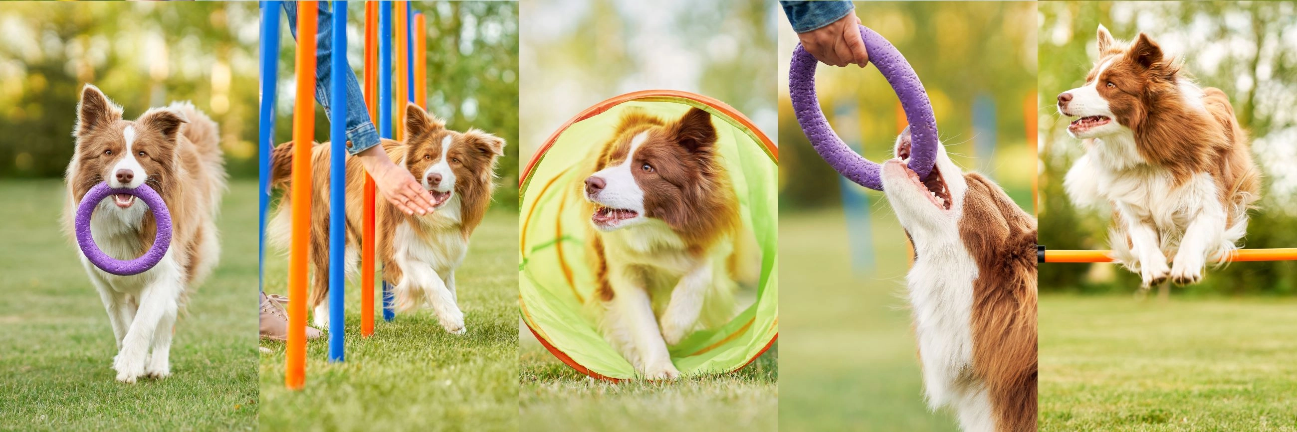 Hond belonen tijdens het trainen | Voskes