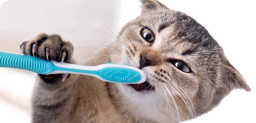 ou comment prendre soin des dents de votre chat !