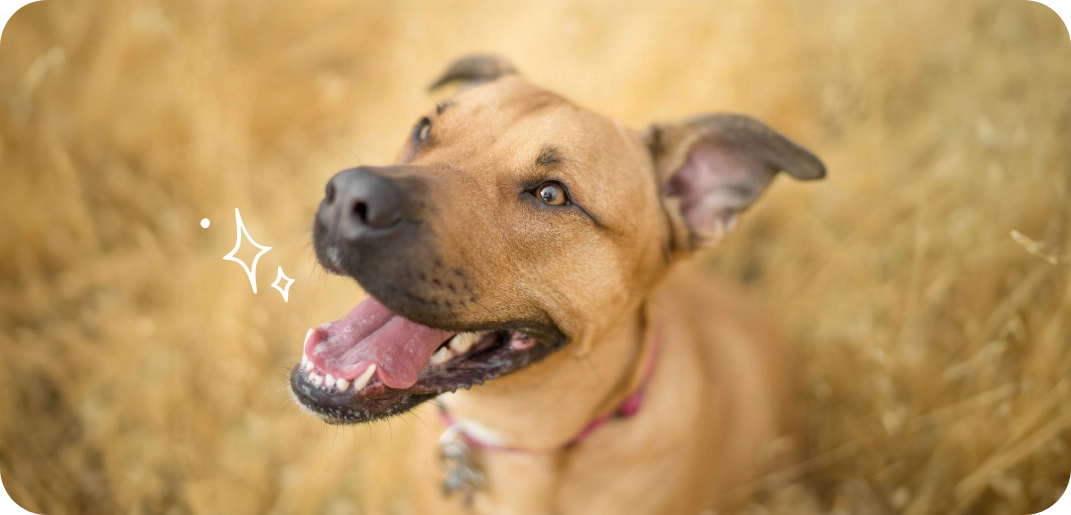 Est-ce que vous savez tout ce qu’il y a à savoir sur les dents des chiens ? Découvrez-le ici !