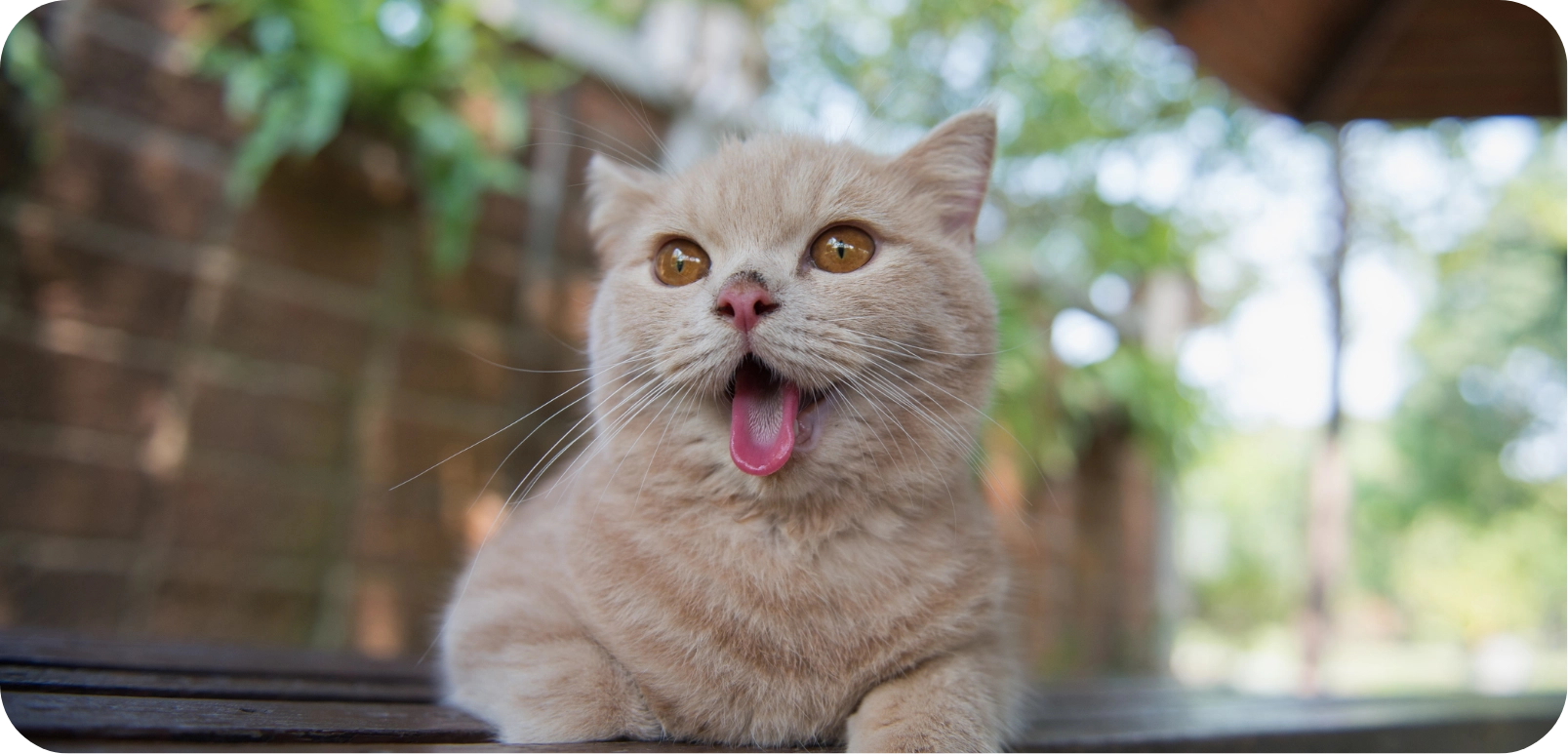 Pourquoi votre chat mange-t-il moins lorsqu’il fait chaud ?