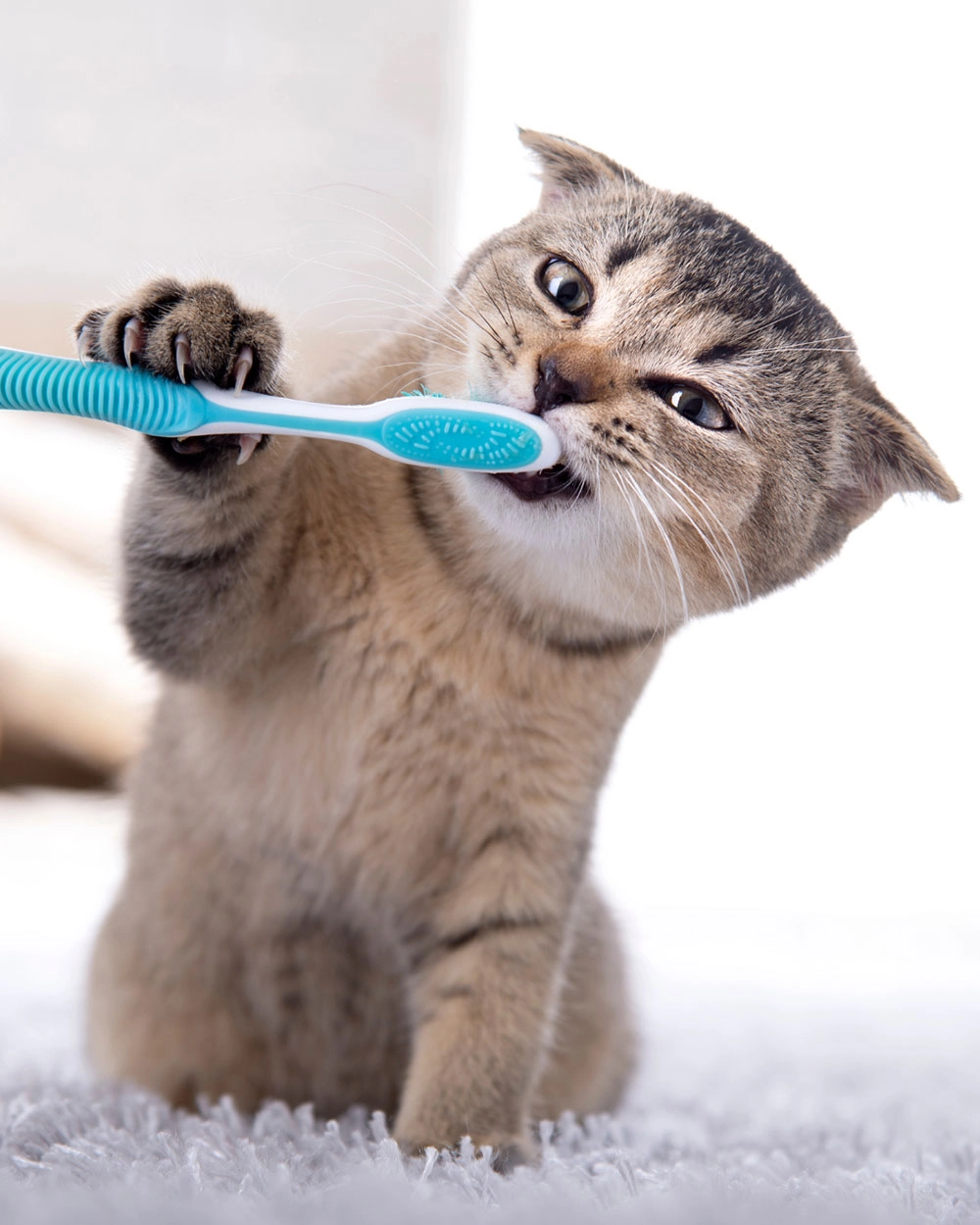 ou comment prendre soin des dents de votre chat !