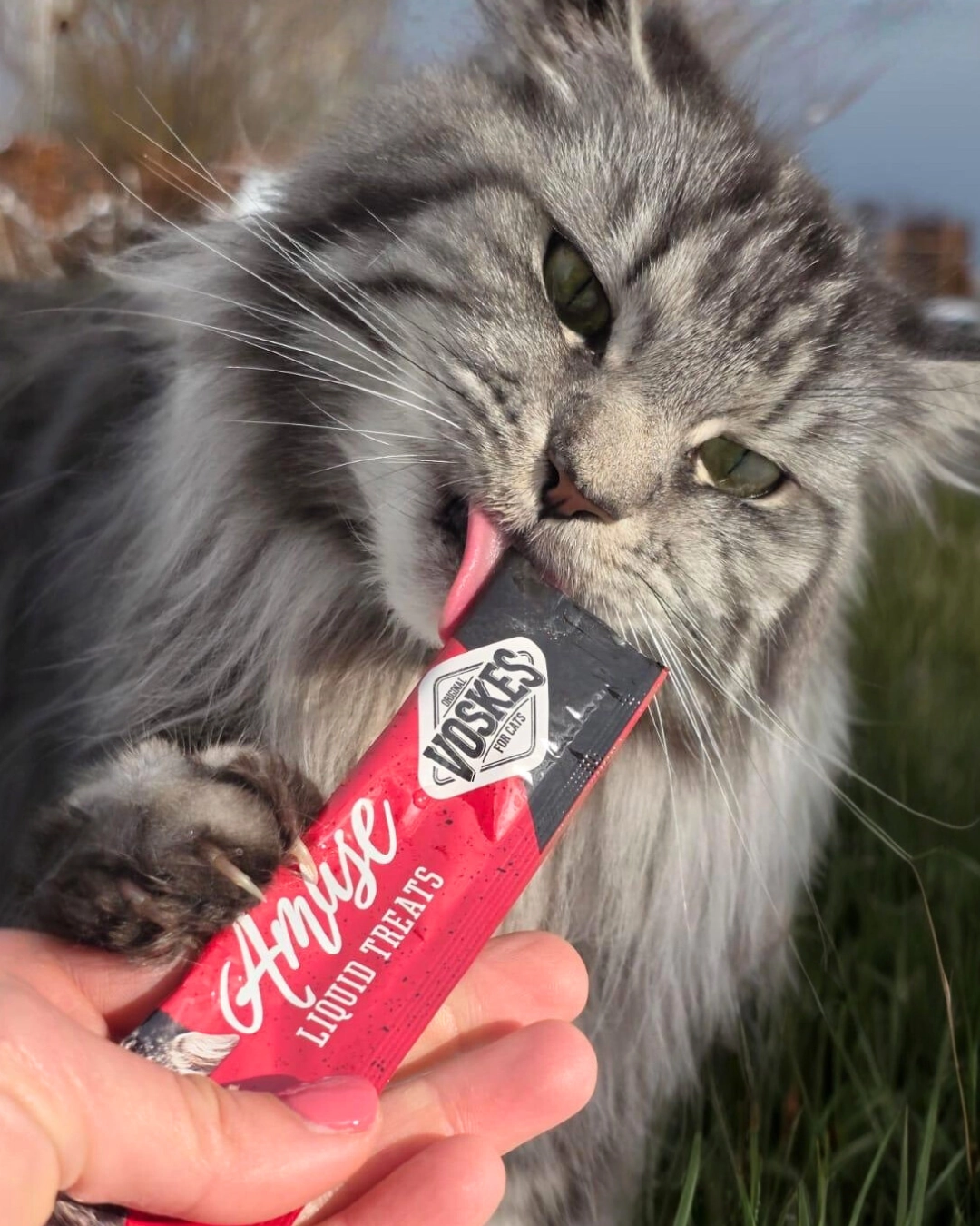 Optez pour des friandises fonctionnelles !