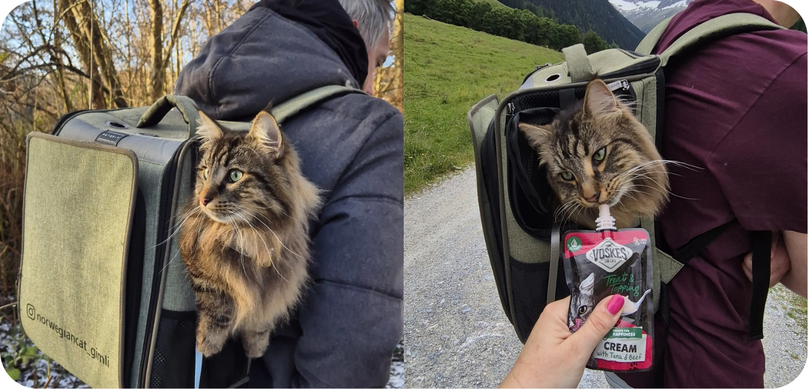 Promener son chat en laisse : bien commencer en douceur