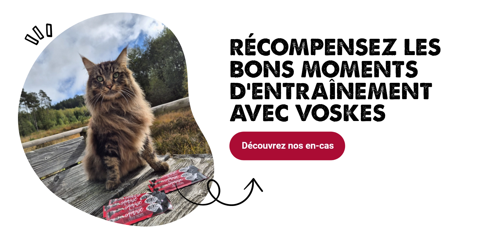 Promener son chat en laisse : 5 étapes