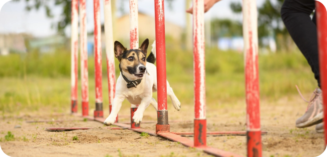 Quel sport convient le mieux à votre chien ?